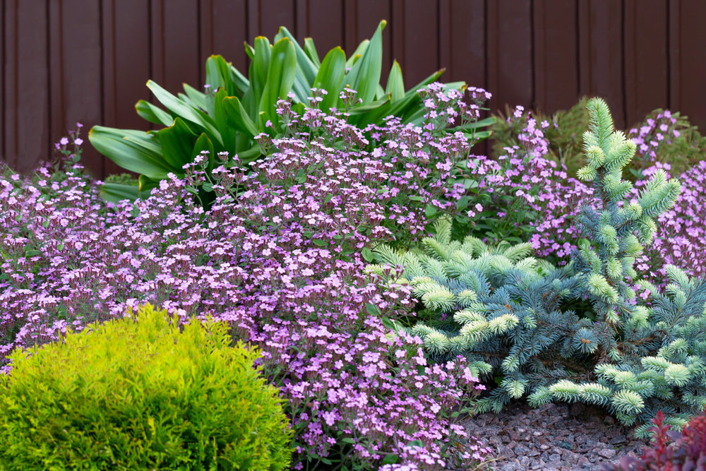 Choosing the Right Groundcover Plants for Your Backyard