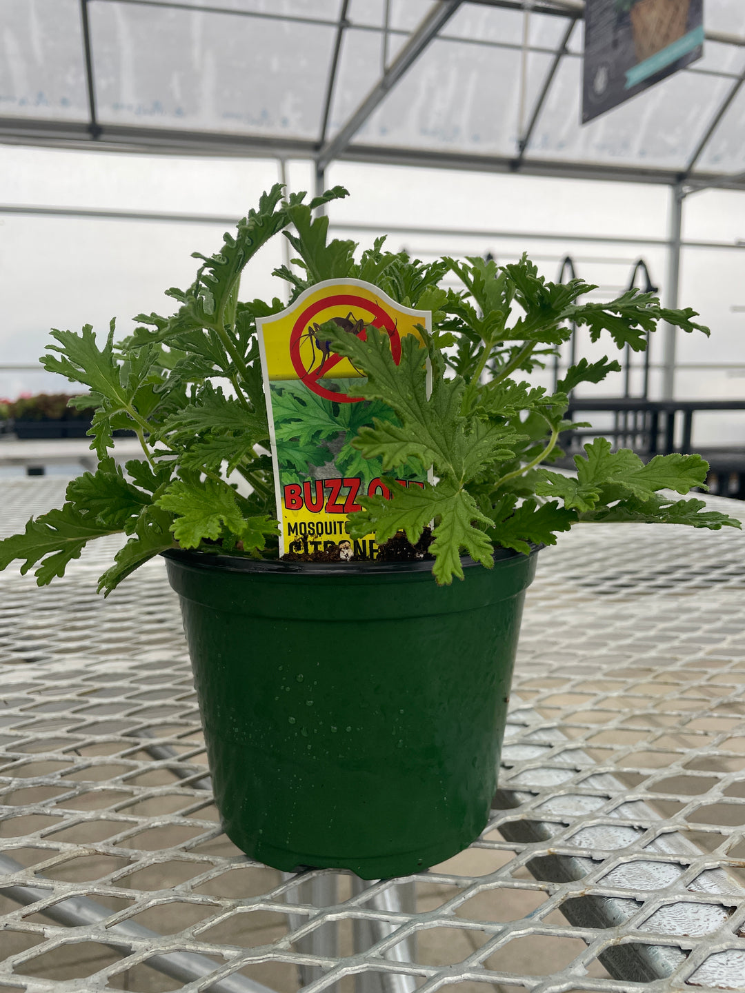 Citronella Plant