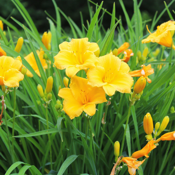 Hemerocallis 'Stella Bella' ~ Stella Bella Daylily