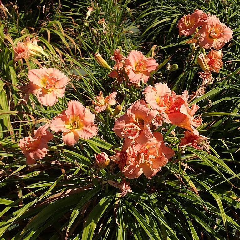Hemerocallis 'Siloam Double Classic' ~ Siloam Double Classic Daylily