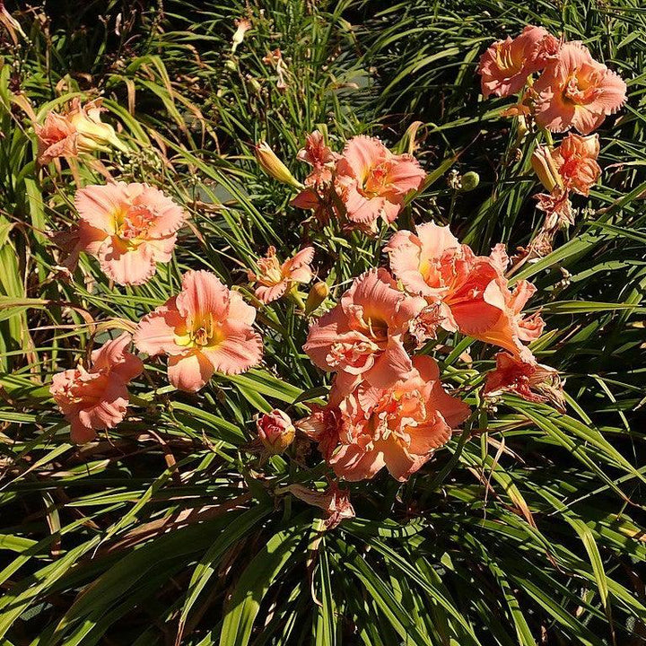 Hemerocallis 'Siloam Double Classic' ~ Siloam Double Classic Daylily