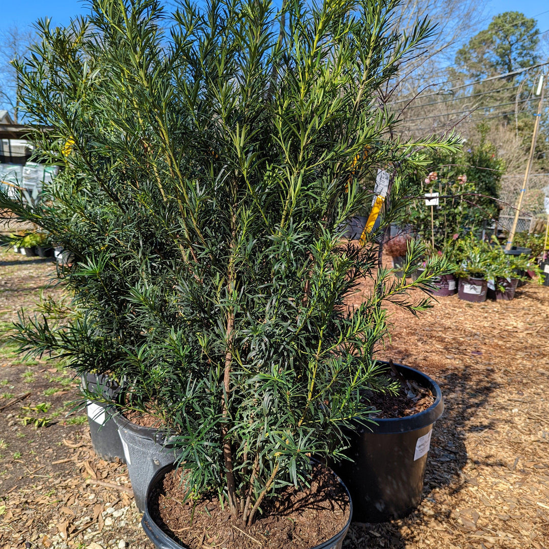 Podocarpus macrophyllus 'Maki' ~ Maki Shrubby Yew Podocarpus
