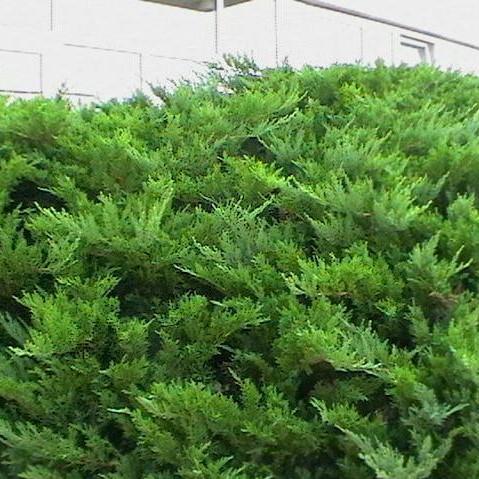 Juniperus chinensis sargentii 'Viridis' ~ Sargent Green Juniper