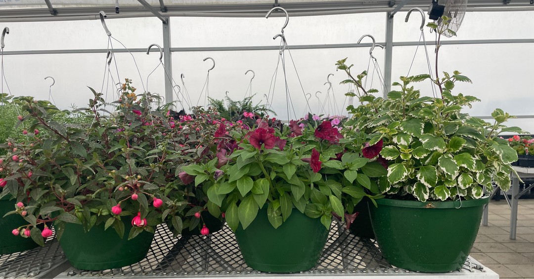 Assorted Hanging Baskets