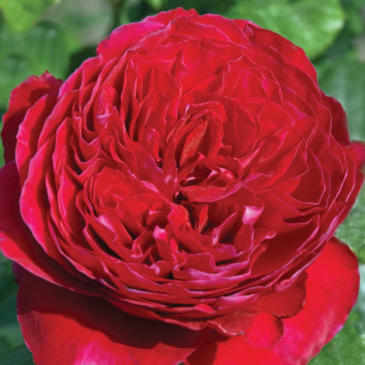 Rosa 'Meikarouz' ~ Bloomables® Rouge Royale™ Rose