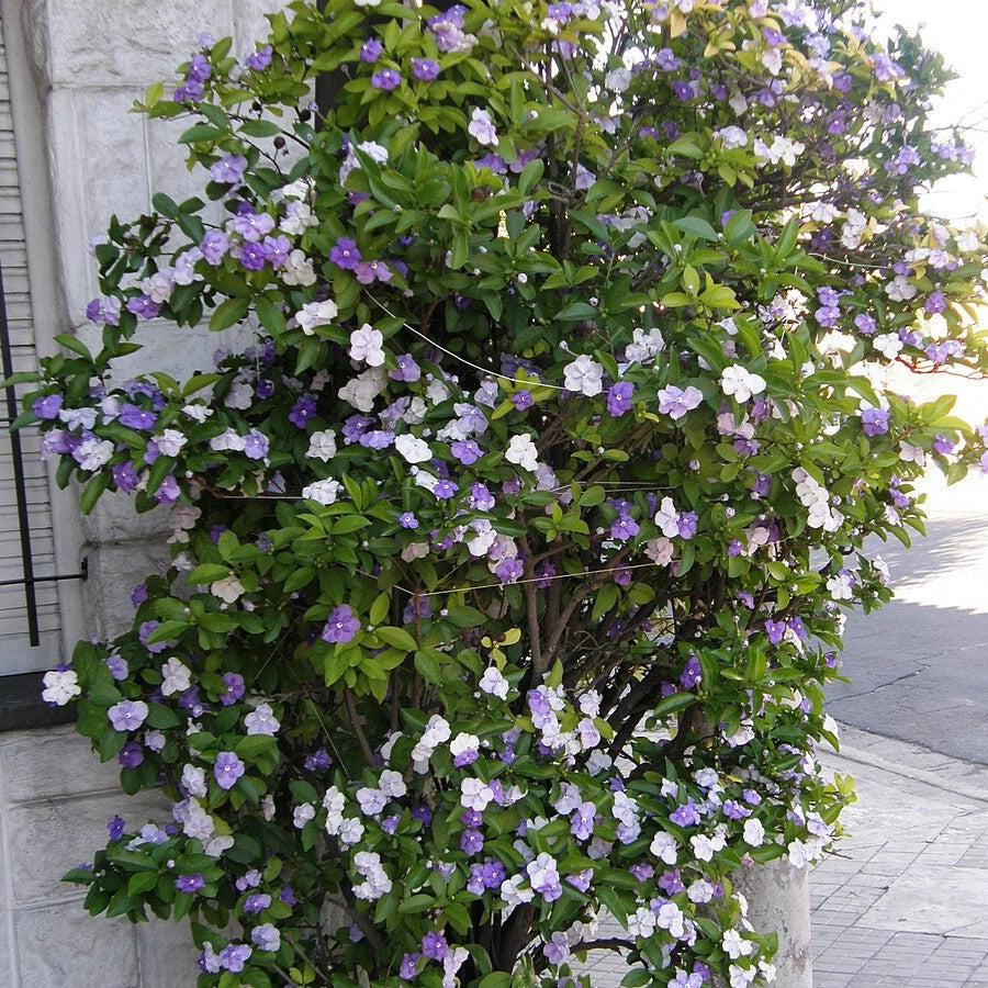 Brunfelsia grandiflora ~ Yesterday, Today and Tomorrow Plant