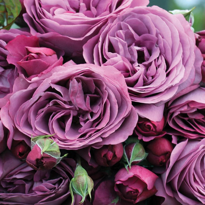 Rosa 'KORvodacom' PP 22,691 ~ Bloomables® Sunbelt® Plum Perfect™ Rose