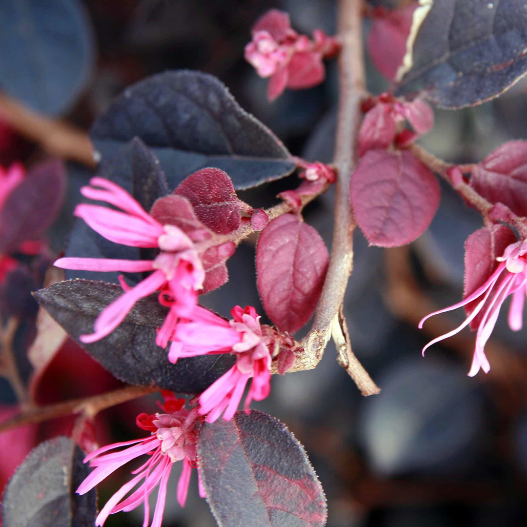 Loropetalum chinense rubrum 'Plum Delight' ~ Plum Delight Fringe Flower