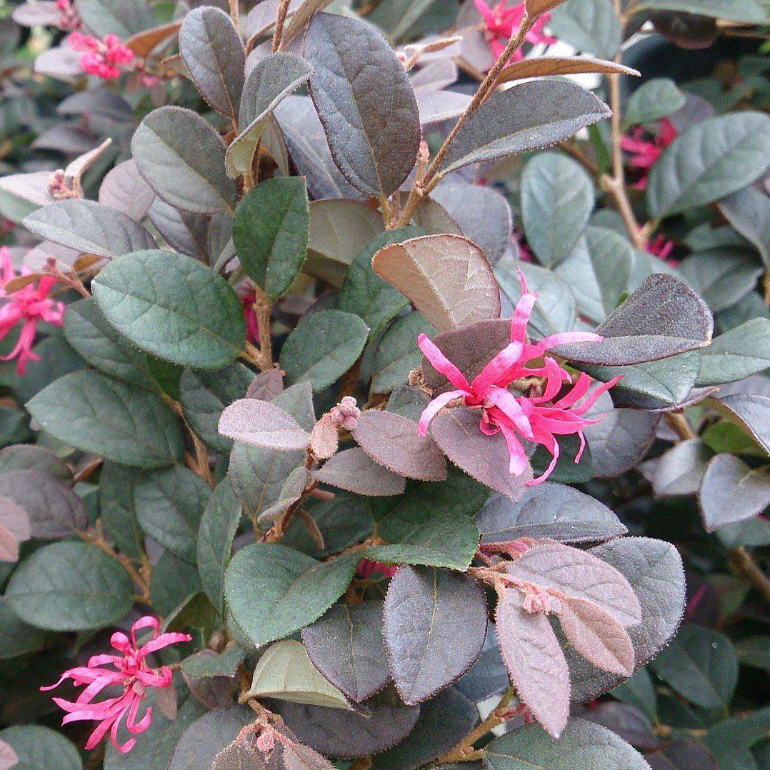 Loropetalum chinensevar. rubrum 'Cerise Charm' ~ Cerise Charm Fringe Flower