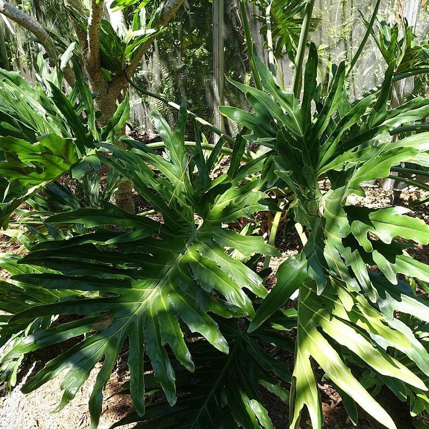 Philodendron bipinnatifidum ~ Split-leaf Philodendron