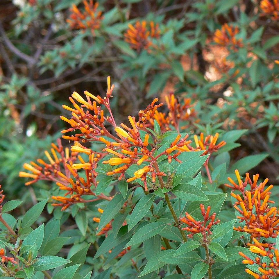 Hamelia patens 'Firefly' ~ Firefly Firebush