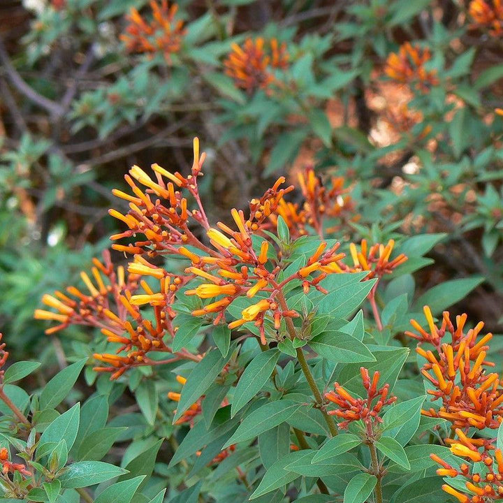 Hamelia patens 'Firefly' ~ Firefly Firebush