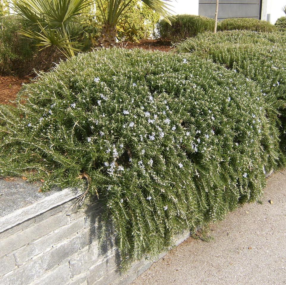 Rosmarinus officinalis 'Huntington Carpet' ~ Huntington Carpet Rosemary