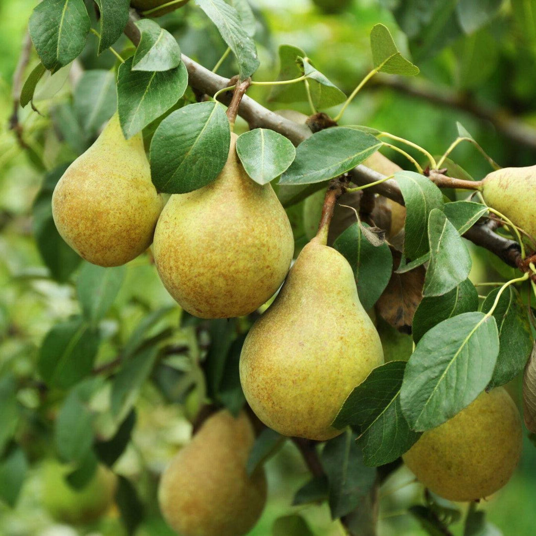 Pyrus communis 'Pineapple' ~ Pineapple Pear