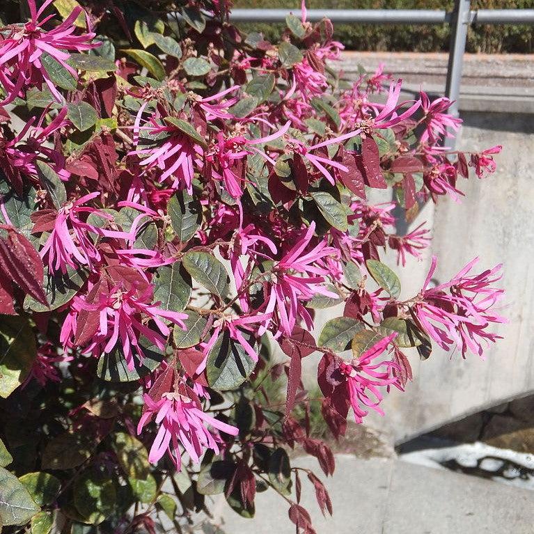Loropetalum chinense var. rubrum 'Burgundy' ~ Burgundy Chinese Fringe Flower