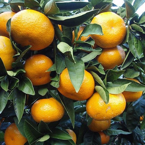 Citrus Unshiu 'Brown Select' ~ Brown Select Satsuma