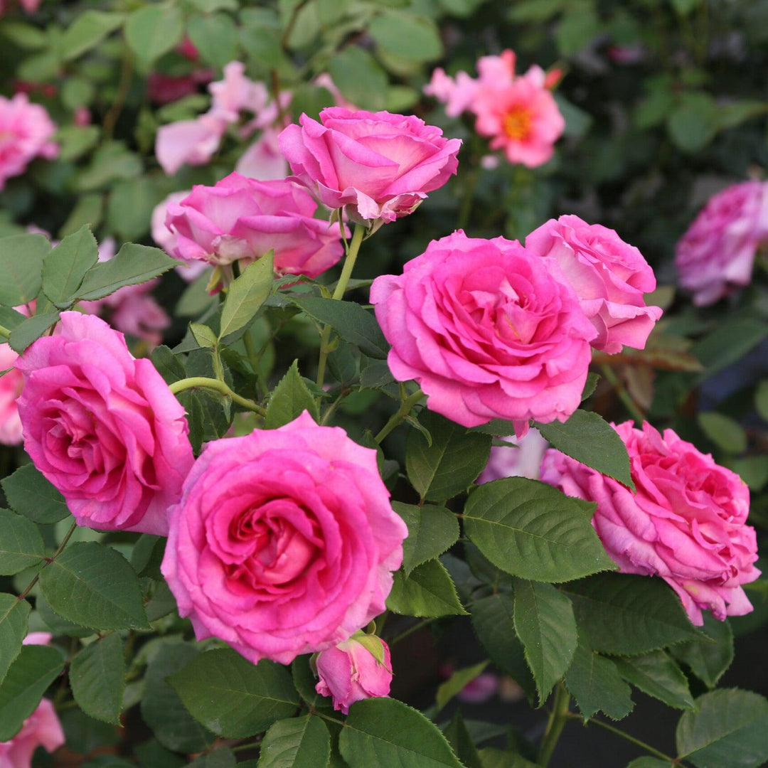 Rosa  'KORcarmsis' PP 33,406 ~ Bloomables® Raspberry Cupcake™ Rose