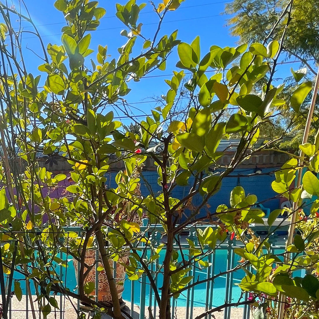 Citrus x latifolia ~ Persian Lime