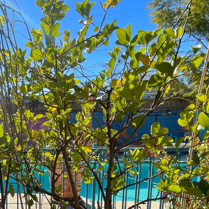 Citrus x latifolia ~ Persian Lime