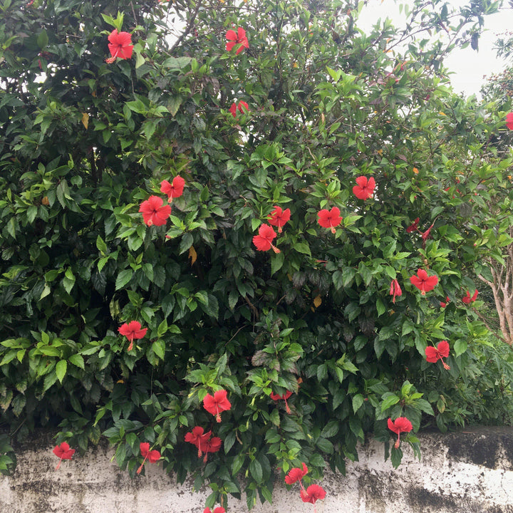 Hibiscus rosa-sinensis ~ Hibiscus Standard, Chinese Hibiscus