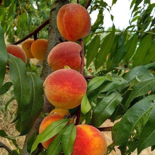 Prunus persica 'La Feliciana' ~ La Feliciana Peach