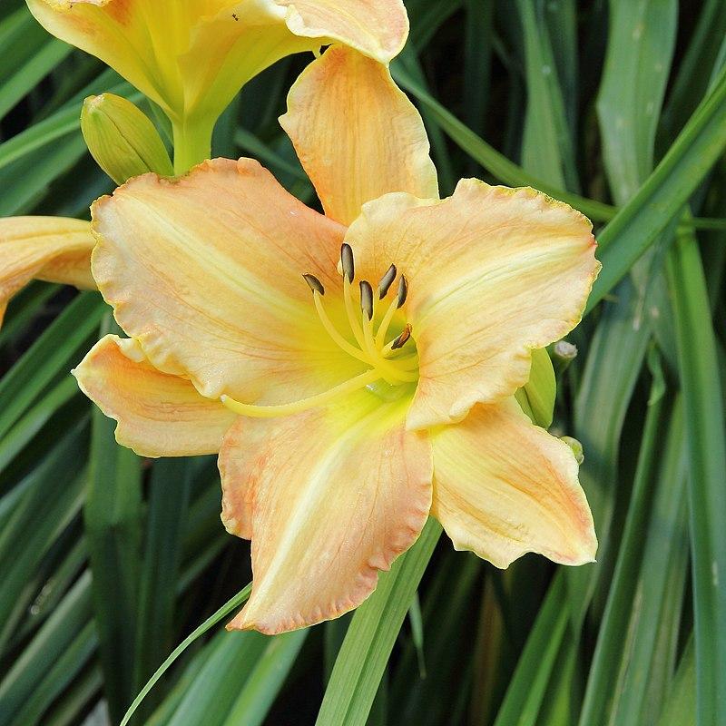 Hemerocallis 'Butterscotch Ruffles' ~ Butterscotch Ruffles Daylily