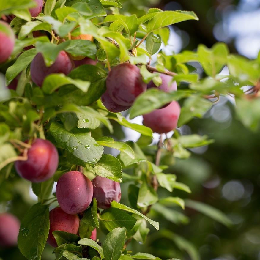 Prunus salicina 'Methley' ~ Methley Plum