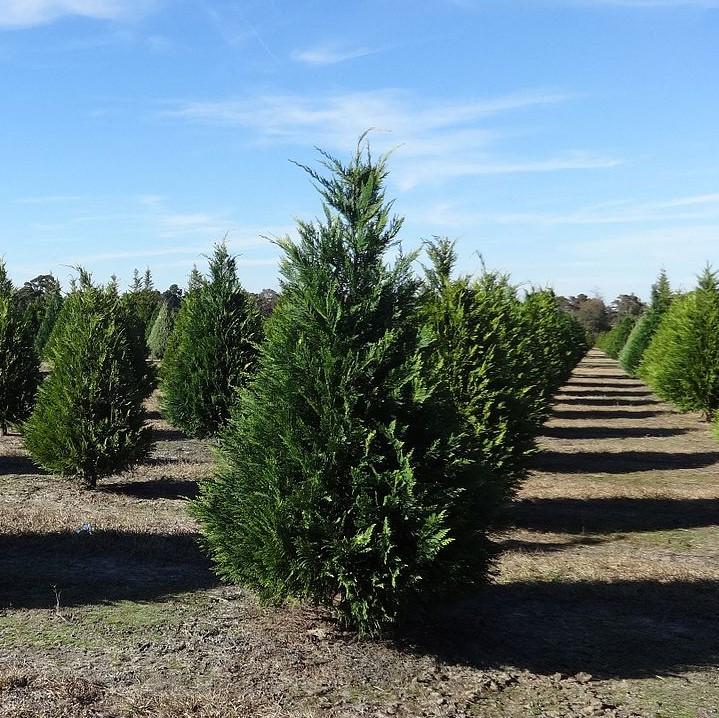 Cupressus x leylandii 'Murray' ~ Murray Cypress, Leyland Cypress