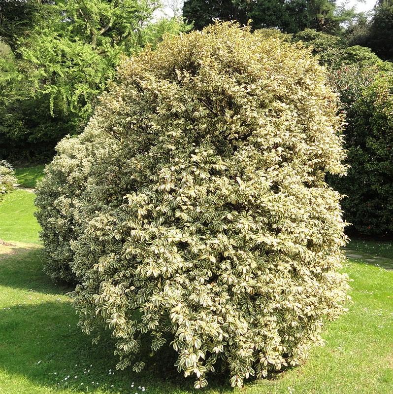 Ternstroemia gymnanthera 'Variegata' ~ Romeo® Cleyera