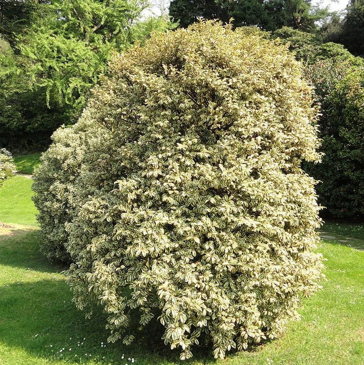 Ternstroemia gymnanthera 'Variegata' ~ Romeo® Cleyera