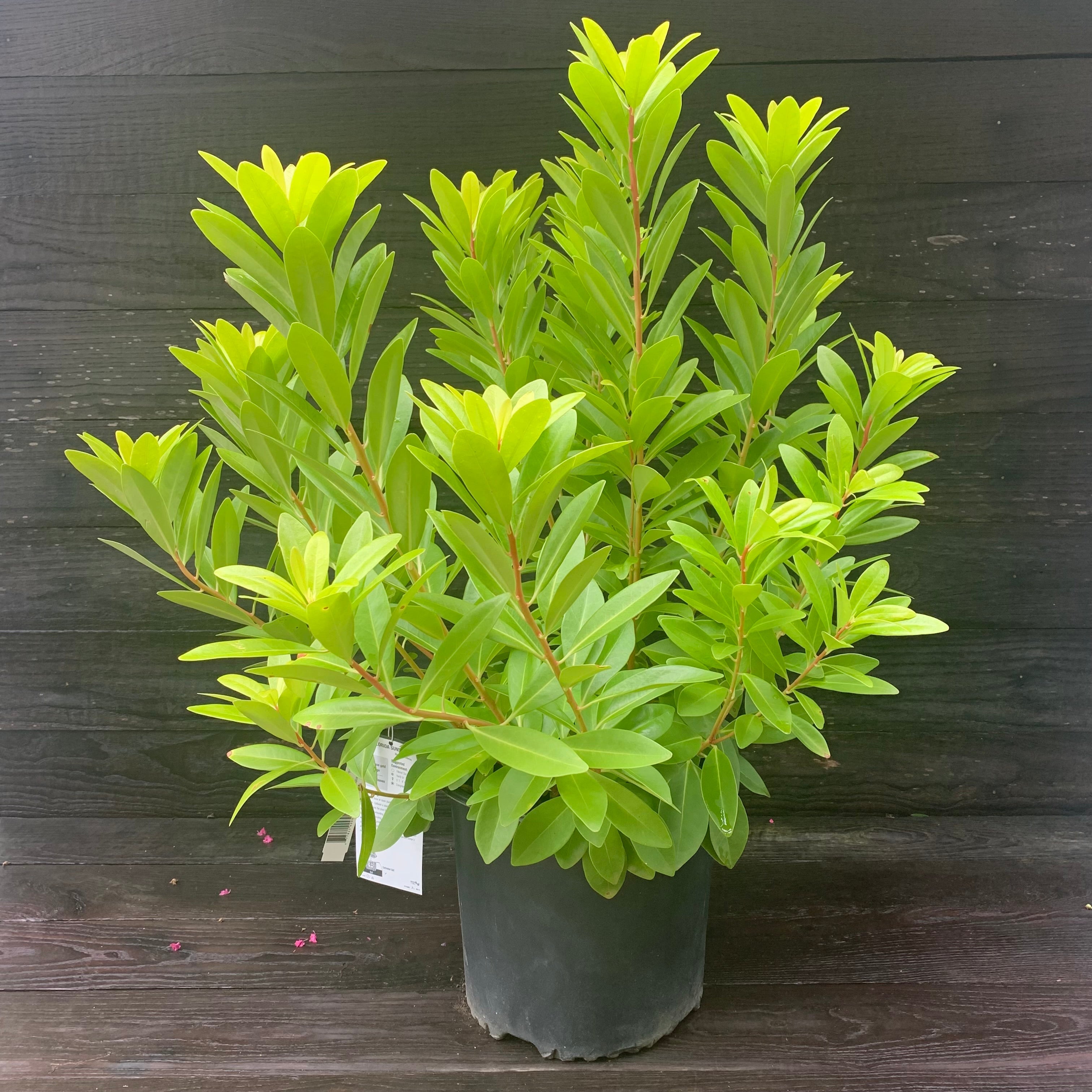 Illicium parviflorum 'Florida Sunshine' ~ Florida Sunshine Anise