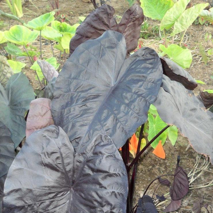 Colocasia 'Black Sapphire' PP27966 ~ Gecko™ Black Sapphire Elephant Ear