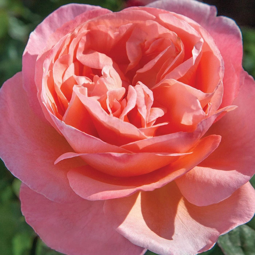 Rosa 'Meinostair' PP 28,659 ~ Bloomables® Sweet Mademoiselle™ Rose