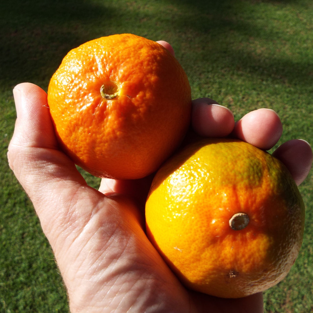 Citrus reticulata 'Dancy' ~ Dancy Mandarin
