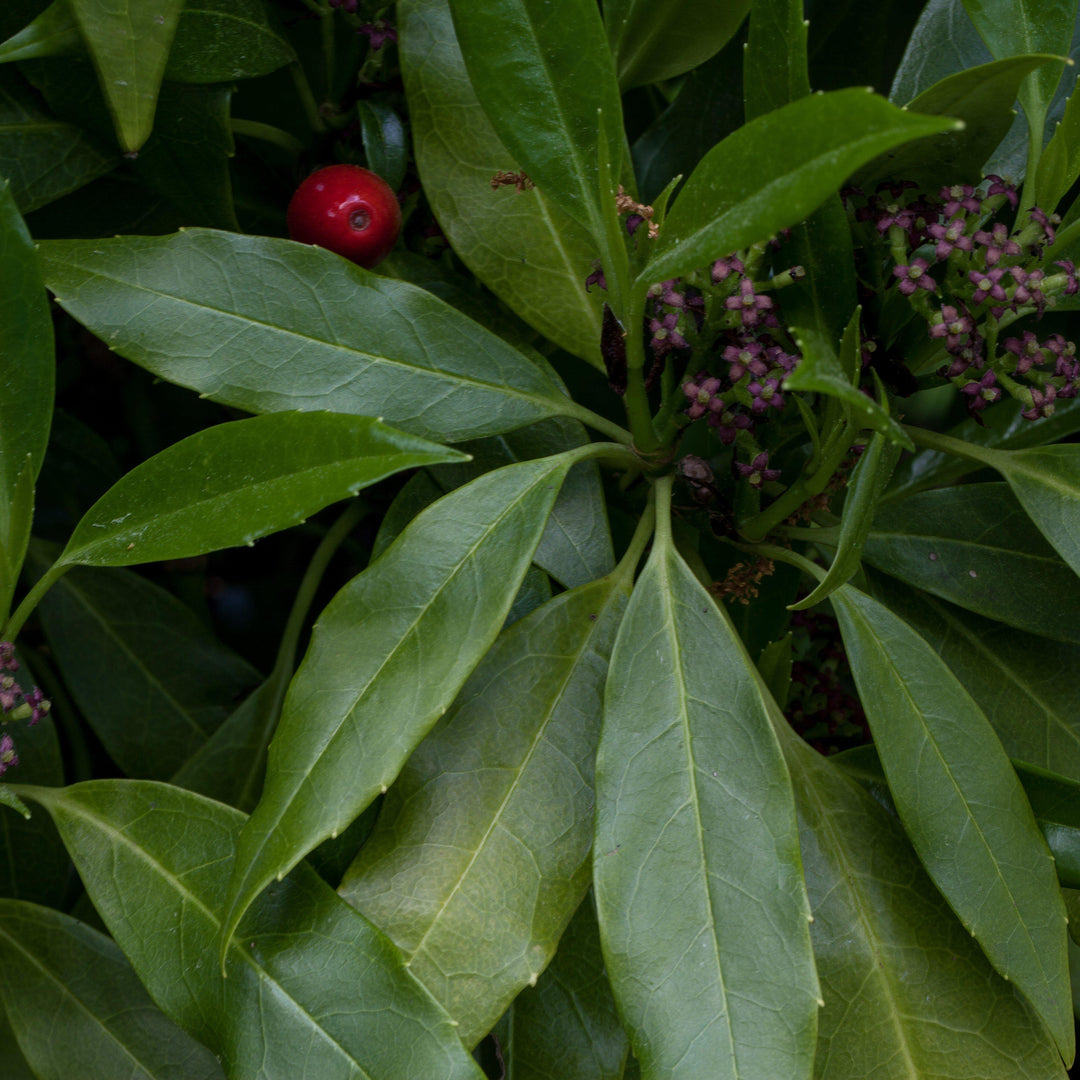 Aucuba japonica ‘Green’ ~ Green Aucuba