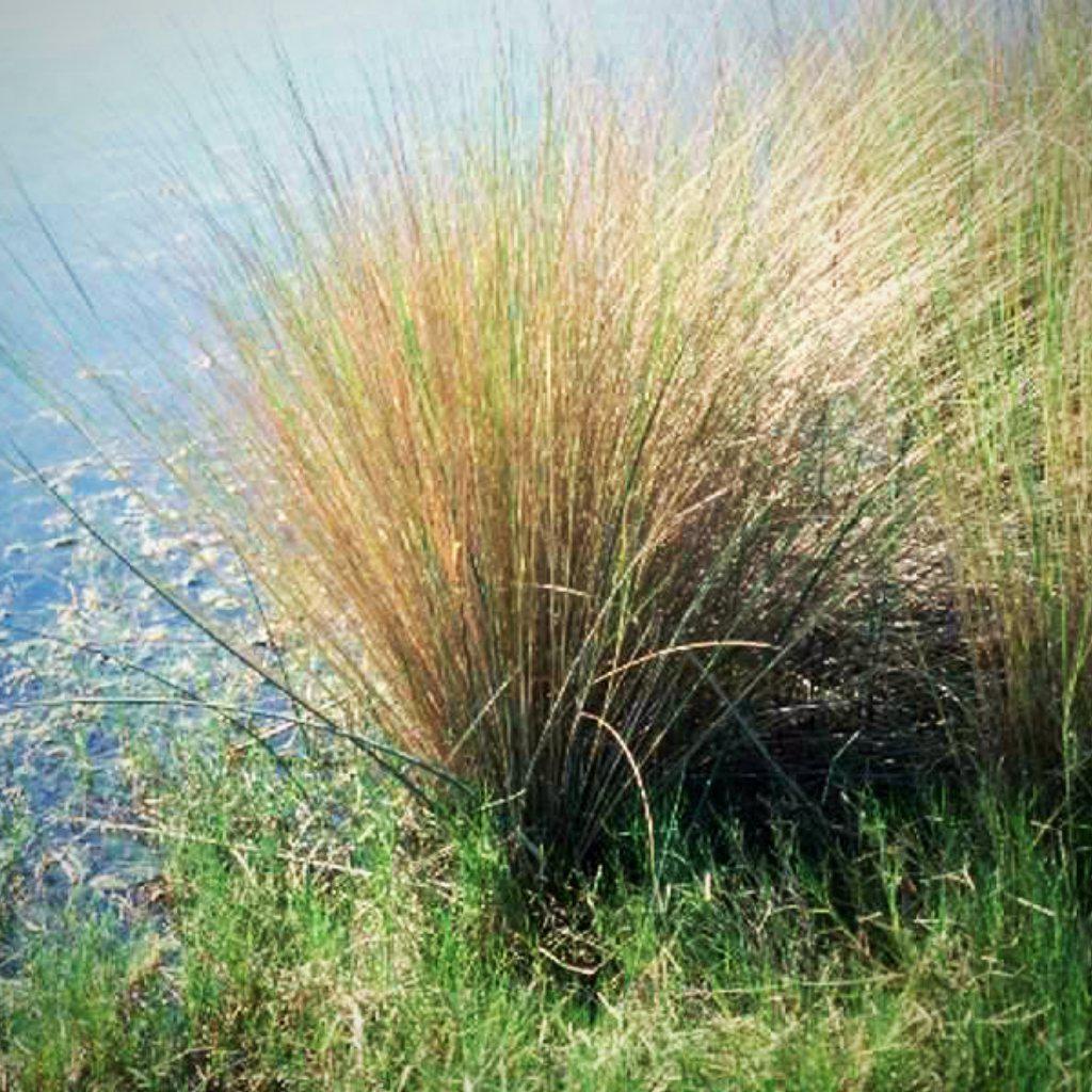 Spartina bakeri ~ Sand Cordgrass
