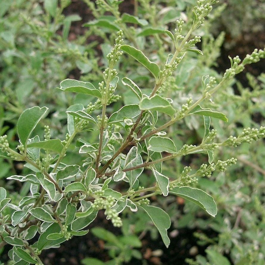 Ligustrum sinense 'Variegatum' ~ Variegated Chinese Privet
