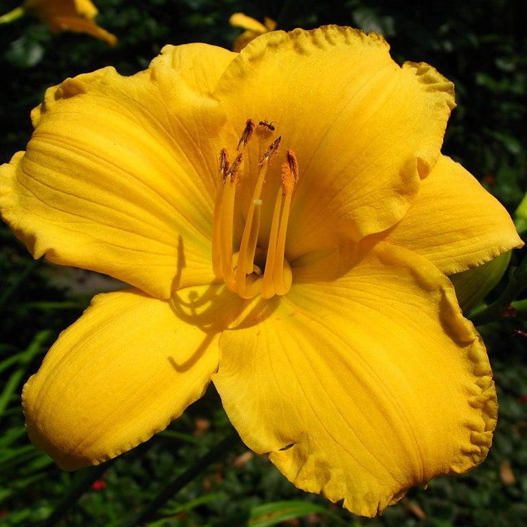 Hemerocallis 'Stella Bella' ~ Stella Bella Daylily
