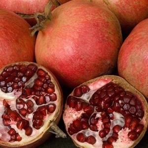 Punica granatum 'Wonderful' ~ Wonderful Pomegranate
