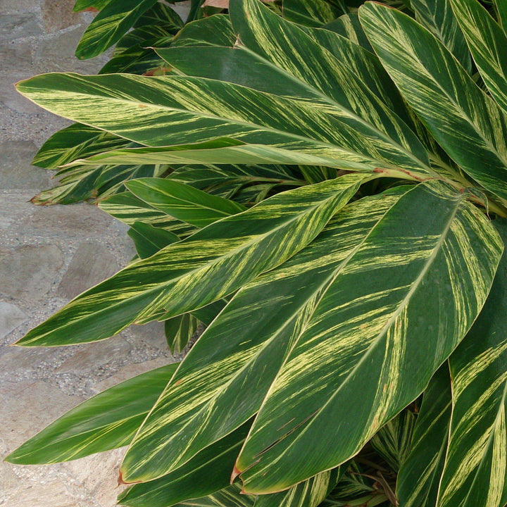 Alpinia zerumbet 'Variegata' ~ Variegated Ginger