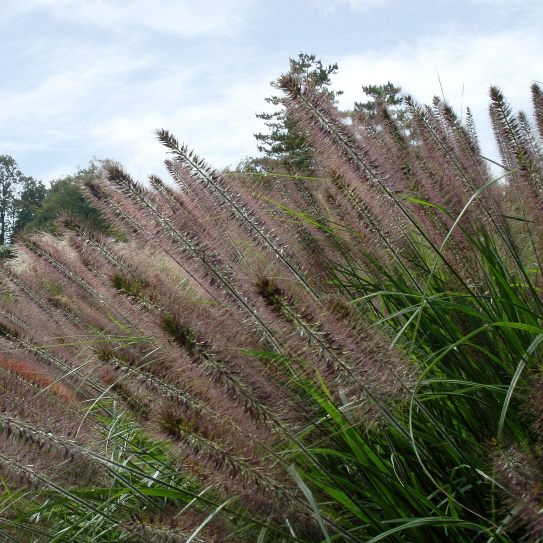 Pennisetum alopecuroides 'Jambalaya' ~ Jambalaya Fountain Grass