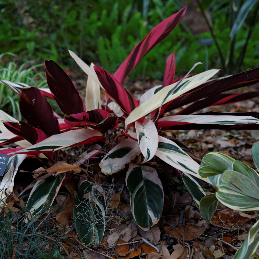Stromanthe sanguinea 'Triostar' ~ Triostar Stromanthe
