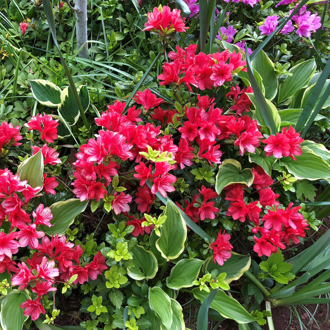 Rhododendron kurume 'Hershey's Red' ~ Hershey's Red Azalea