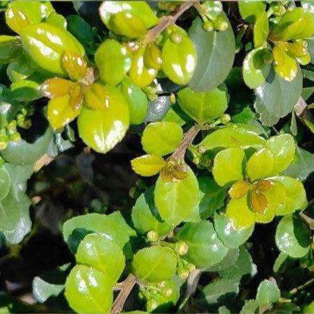 Ilex crenata 'Compacta' ~ Compact Japanese Holly