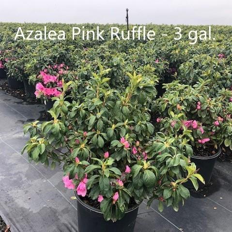 Rhododendron ‘Pink Ruffle’ ~ ‘Pink Ruffle’ Azalea
