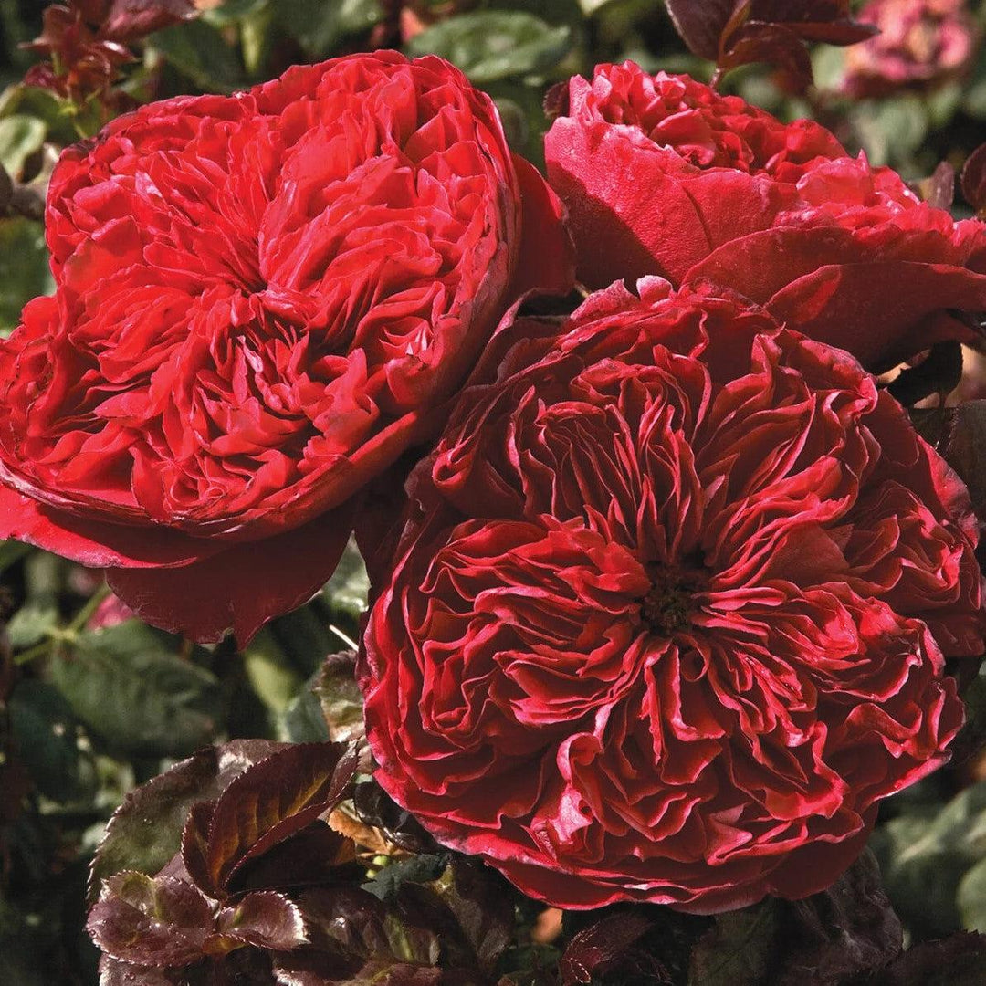 Rosa 'Meikarouz' ~ Bloomables® Rouge Royale™ Rose
