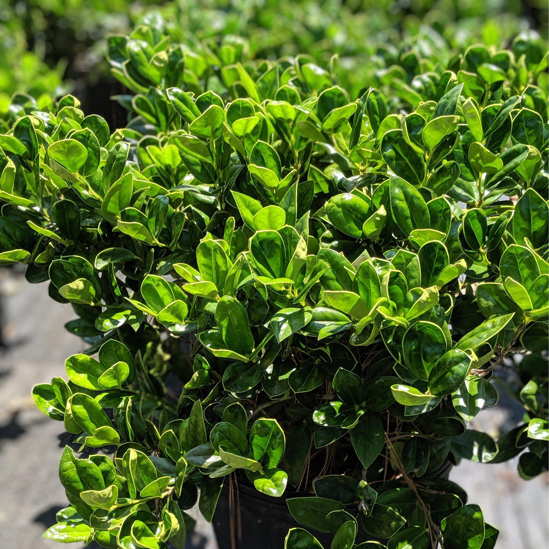 Ilex cornuta 'Carissa' ~ Carissa Holly