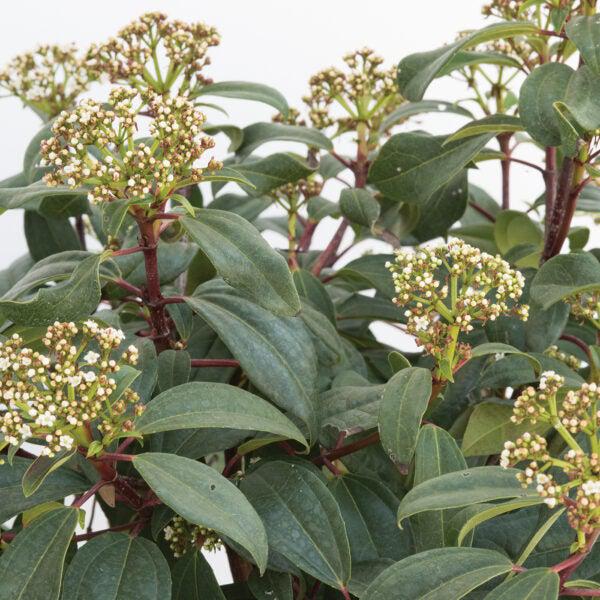 Viburnum 'sPg-3-024' ~ Moonlit Lace® Viburnum – Hahira Nursery