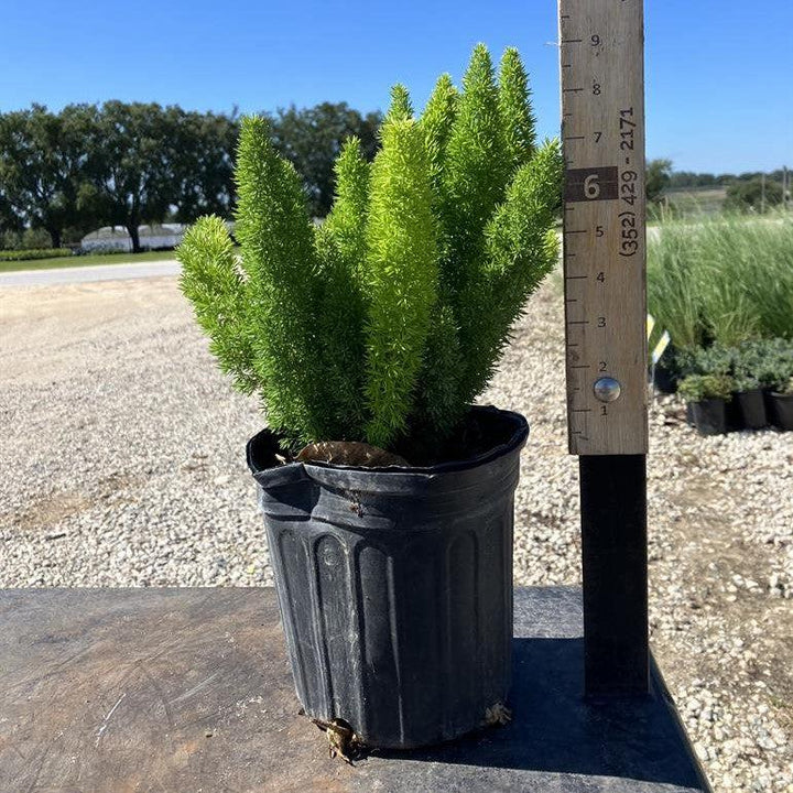 Asparagus densiflorus 'Myersii' ~ Foxtail Asparagus Fern