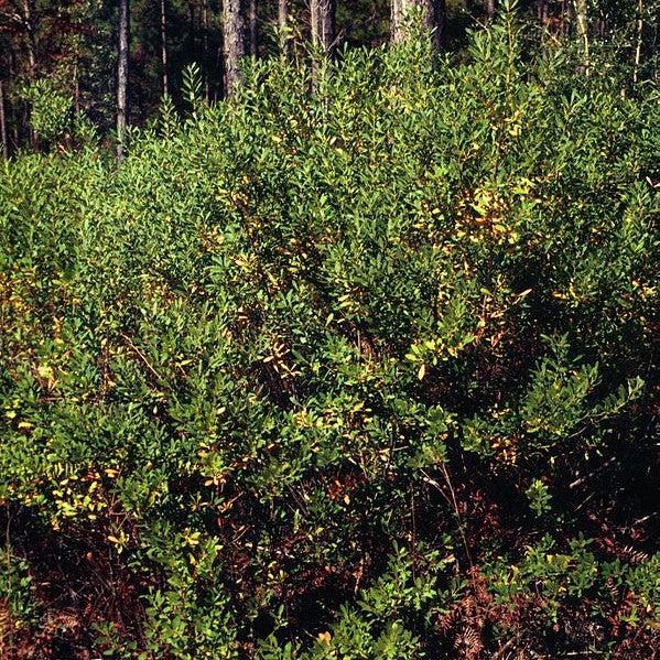 Ilex glabra ~ Inkberry Holly